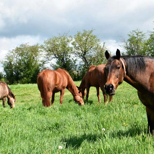 Pension pour chevaux à Saint-Menoux, Allier